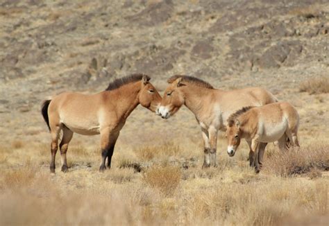 Save The Wild Horse The Takhi