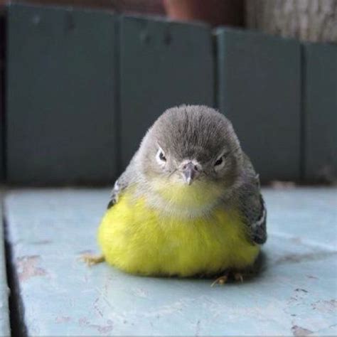 Uhhhh Fluffy Baby Bird Funny Animals Animal Captions Cute Animals