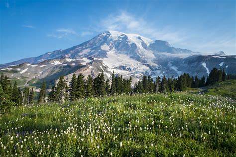 A Massive Wildflower Bloom Is Coming to Mount Rainier National Park