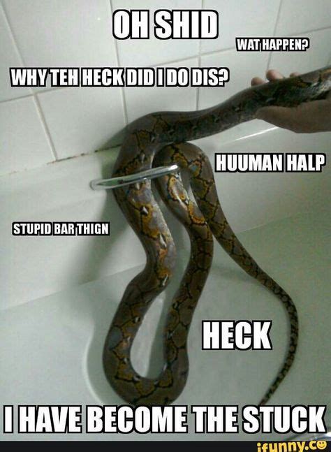 9 Best Snake Meme Images Funny Animals Snake Cute Snake