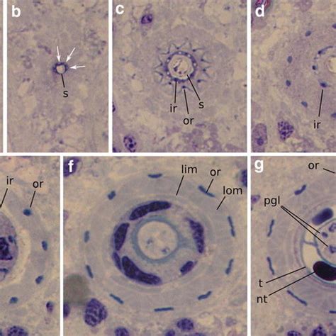 Transverse Serial Histological Sections Through The Stylet Apparatus A