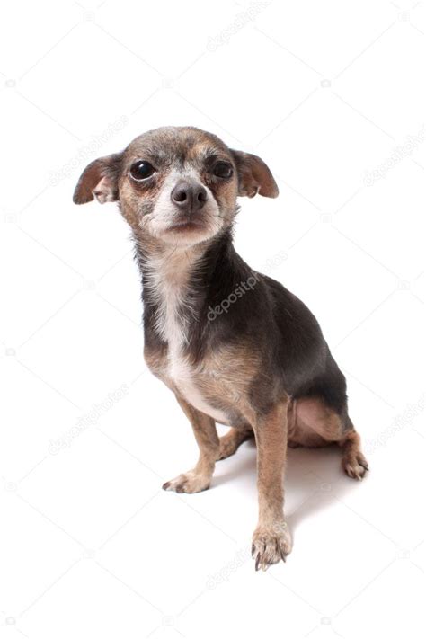 Scared Little Chihuahua Dog — Stock Photo © Gvictoria 7744956