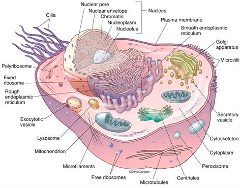 Animal Cell With Structure Animal Cell Structure And Organelles With