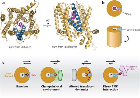 Figure 1 From Membrane Protein Insertion At The Endoplasmic Reticulum