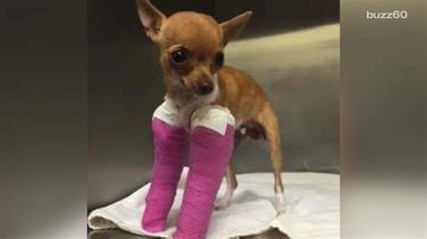 Chihuahua With Two Broken Legs Found In College Campus Dumpster