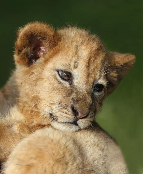 Baby Lion Cub Crying Stock Image Image Of Wild King 4274065