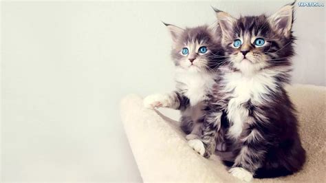 Dwa Słodkie Kotki