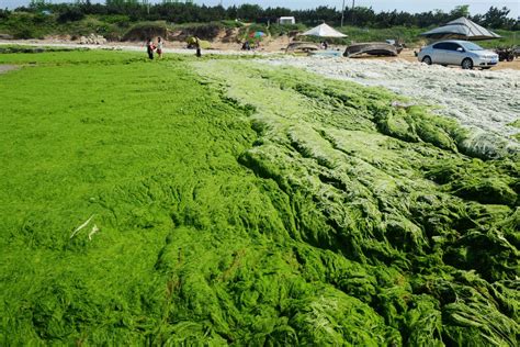 China Has An Algae Beach Pollution Problem Business Insider