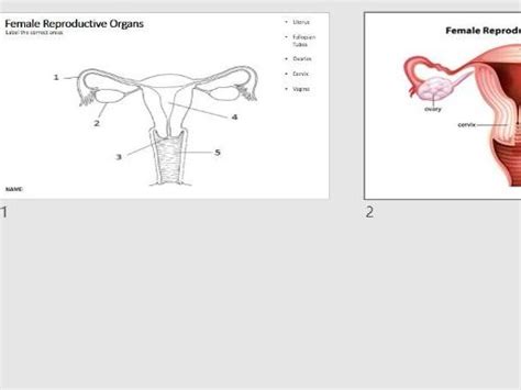 Female Reproductive Organs Worksheet And Diagram Sex Education