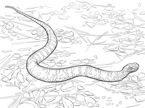 Many snakes have no venom and instead obtain their meals by swallowing their prey or wrapping themselves around it and suffocating it. Free Printable Snakes Coloring Pages, Snakes Coloring ...