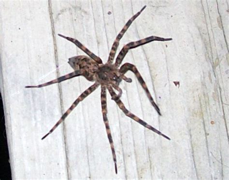 Since these spiders have poor eyesight, they navigate by feeling the vibrations in the threads of their web. Fishing Spiders and Male Crevice Weavers - What's That Bug?