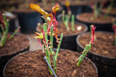 How To Plant And Care For Bare Root Roses Gardeners Path