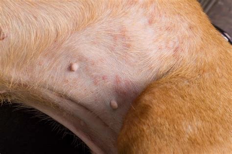 How To Identify And Treat Bug Bites On Dogs With Faqs