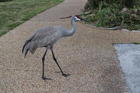 Sandhill Crane Grus Canadensis Walking In Park Fort De Soto Park St Petersburg Florida