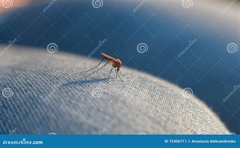 The Bite Of A Mosquito With Blood On Human Body Royalty Free Stock