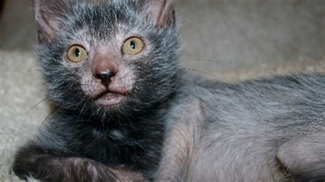 The Internet S New Cat Obsession Werewolf Cats