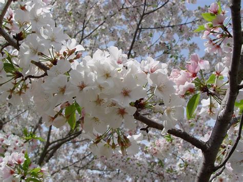 Ornamental Cherry Trees Beautiful Blossoms With A Short Lifespan