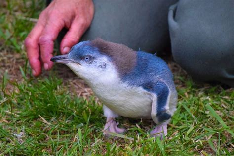 Little Blue Penguin Tour In Akaroa Day 218 Nz Pocket Guide