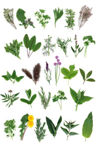 Large Herb Leaf Selection — Stock Photo © Marilyna 2034770