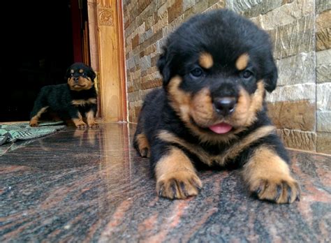 When a puppy is 6 weeks old, it is a great time to visit and. Rescue Rottweiler Puppies For Sale