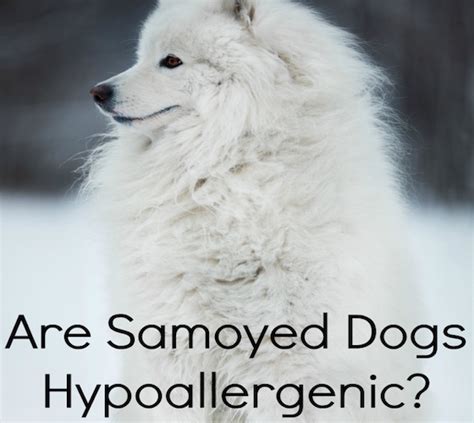 Is The Samoyed Breed A Hypoallergenic Dog