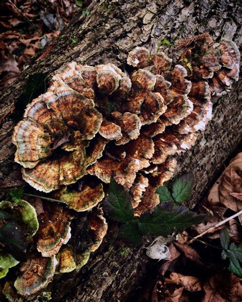 Mushroom Identification Guide Virginia Yoiki Guide