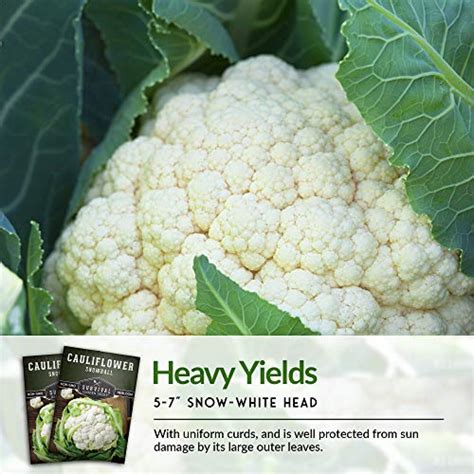 Survival Garden Seeds Snowball Cauliflower Seed For Planting Packet