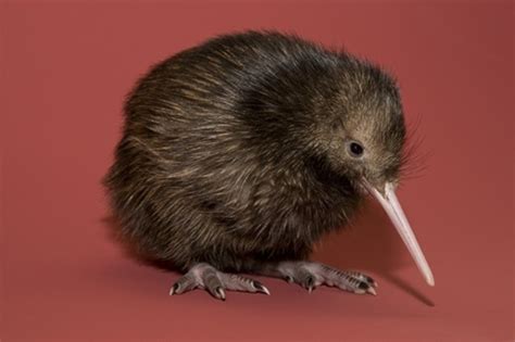 Below you can find a complete list of new zealand animals. Cute Baby Kiwis! | Baby Animal Zoo