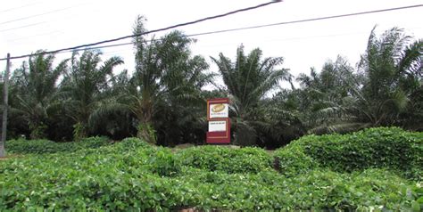 Stocks owned by sawit kinabalu sdn. Oil Palm Plantations in Sabah, Malaysia