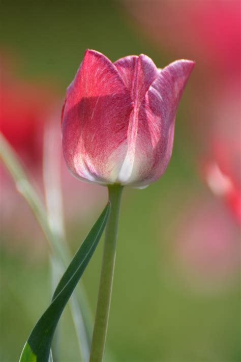 Free Images Blossom Flower Petal Tulip Flora Close Up Holland