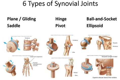 To know the architecture of compact and spongy (cancellous) bone. Ch. 8 Joints - Anatomy & Physiology Scb203 with Saad at LaGuardia Community College - StudyBlue