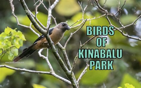 Birds Of Kinabalu Park Part 1 Common Endemics Bird Watching Asia