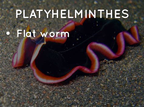 Phylum Platyhelminthes