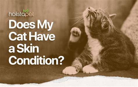 Cat Skin Conditions 5 Common Issues And Helpful Home Remedies