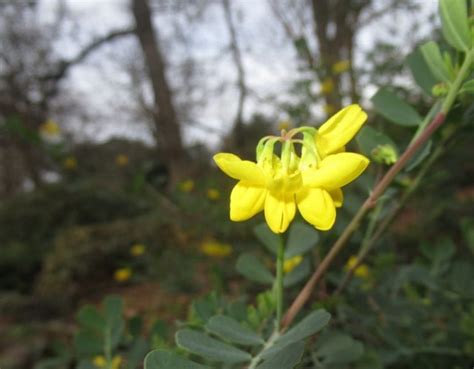 Coronilla Valentina Sus Características Y Cuidados