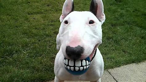 The 16 Funniest Bull Terrier Memes Of All Time Gallery The Paws