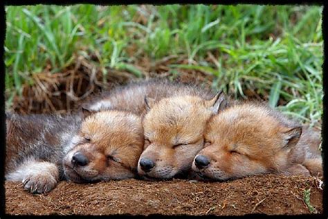 Aw So Cute Wolf Pups Baby Wolves Sleeping Wolf Cute Baby Animals