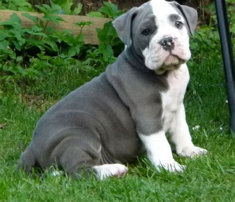 You can also upload and share your favorite english bulldog wallpapers. Blue English Bulldog Puppies | English Bulldog Puppies