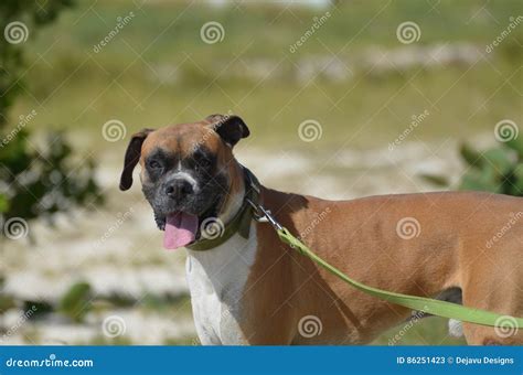 Smiling Boxer Dog On Leash Stock Image Image Of Canine 86251423