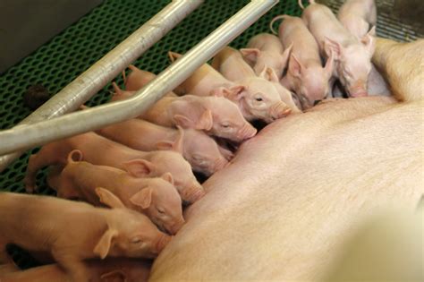 Feeding Strategies For Hyperprolific Sows Pig Progress