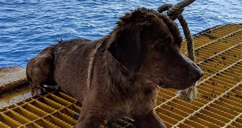 Dog Is Rescued After Its Found Swimming 135 Miles Out At Sea Watch