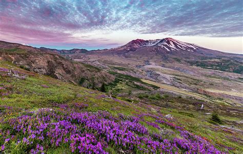 Wildflowers At Mount St Helens Photograph By Michael Holly Fine