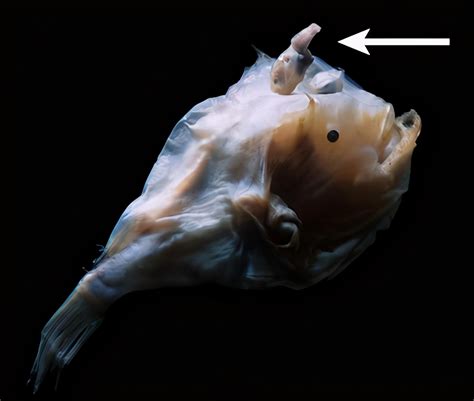琵琶鱼的交配方式有多可怕？雄性不仅活不成，还变成雌性的性器官雄性琵琶鱼交配新浪新闻