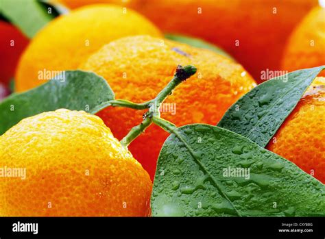 Bitter Oranges Citrus × Aurantium Stock Photo Alamy