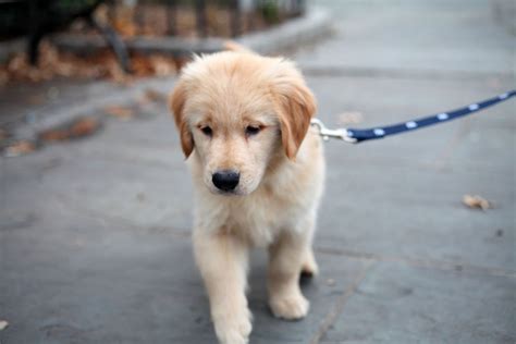 251 Top Golden Retriever Names Of 2018 Ranked By Popularity