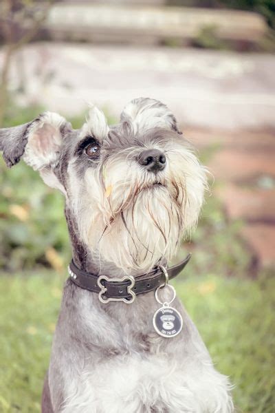 Schnauzer Friends South Africa Is The Largest Schnauzer Community In