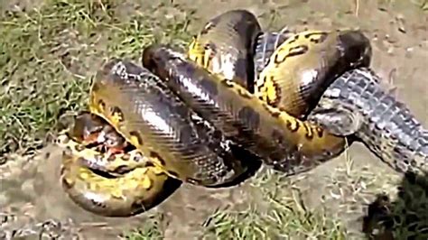 Anaconda Snake Vs Crocodile A Great Real Fight Unbelievable Youtube