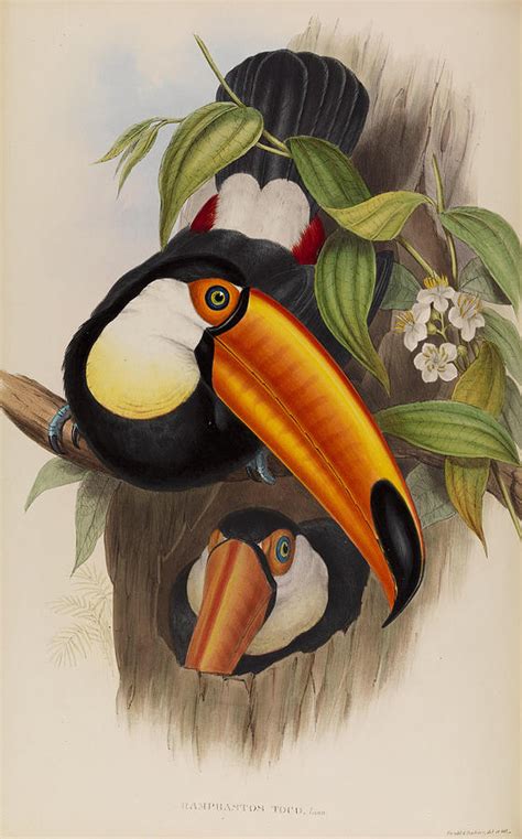 Toco Toucan Ramphastos Toco Painting By Henry Constantine Richter John