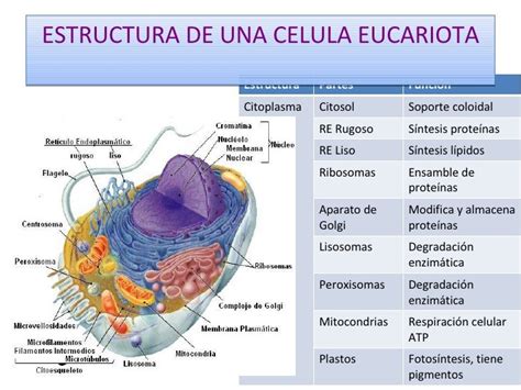 Estructura Y Funcion De La Celula Eucariota Varias Estructuras