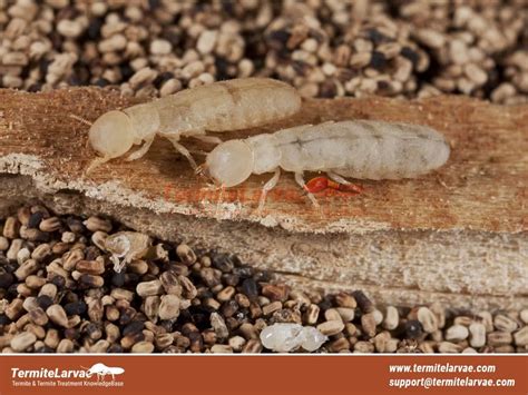 Termite Dropping 8 Things To Identify Termites Infestation With Them